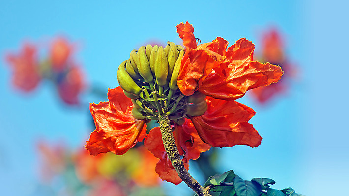 포토 JPG 해외이미지 나무 식물 꽃 백그라운드 오렌지 하늘 사람없음 장식 빨간색 파란색 중국 튤립 나뭇가지 개화 내추럴 해외202004 해외포토 아시아 컬러 과일 파일형식 이미지허브