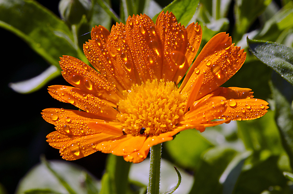 포토 JPG 해외이미지 식물 꽃 오렌지 자연 아침 건강 사람없음 야외 치료 초록색 약 정원 젖음 벚꽃 개화 약초 허브 유기농 원예 내추럴 금잔화 자연요법 치료제 해외202004 해외포토 주간 웰빙 컬러 과일 의학 취미 풀_식물 생태계 파일형식 이미지허브