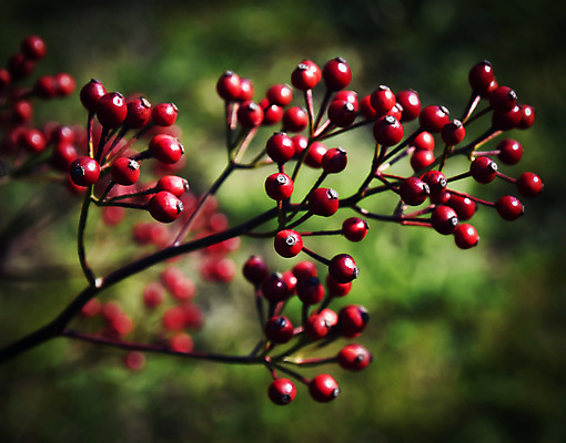 포토 JPG 해외이미지 식물 계절 백그라운드 과일 자연 건강 사람없음 장식 빨간색 초록색 컬러풀 약 장미 수확 가을 나뭇가지 신선 소프트포커스 허브 복고 날것 내추럴 해외202004 해외포토 나무 꽃 컬러 농업 의학 촬영기법 생태계 파일형식 이미지허브