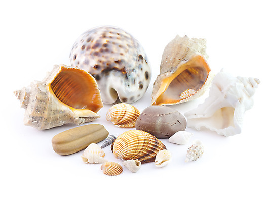 포토 JPG 해외이미지 모양 야생동물 바다 자연 조개 연체동물 나선형 사람없음 물 세트 껍질 산호 소라 수집 오브젝트 질감 기념품 가리비 대서양 고립 이국적 많음 세련 해외202004 해외포토 자연요소 동물 컨셉 무늬 어패류 무척추동물 자포동물 생태계 파일형식 이미지허브