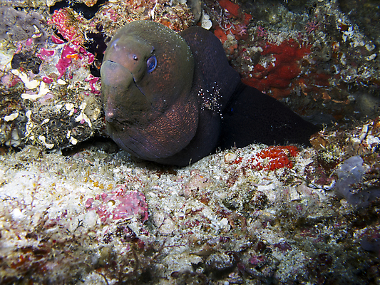 포토 JPG 해외이미지 동물 바다 어류 사람없음 파란색 수중 산호 큼 인도인 장어 다이빙 암초 거인 몰디브 깊이 해외202004 해외포토 외국인 아시아 컬러 동양인 수영 수중동물 자포동물 크기 수중스포츠 파일형식 이미지허브