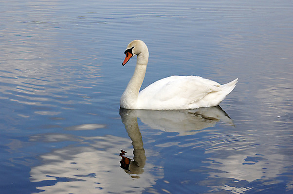 포토 JPG 해외이미지 동물 호수 조류 사람없음 가로 물 반사 흰색 연못 백조 벙어리 해외202004 해외포토 자연요소 컬러 파일형식 이미지허브