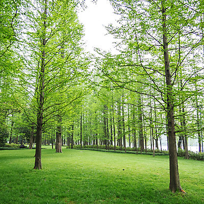 포토 JPG 해외이미지 나무 식물 공원 선 밭 휴식 풍경 잔디 사람없음 초록색 평화 환경 정원 중국 시골 신선 소나무 거친 고체 생태학 울퉁불퉁 이국적 줄서기 그리너리 해외202004 해외포토 공공시설 교육 아시아 컬러 컨셉 농업 모션 파일형식 트랜드컬러 이미지허브