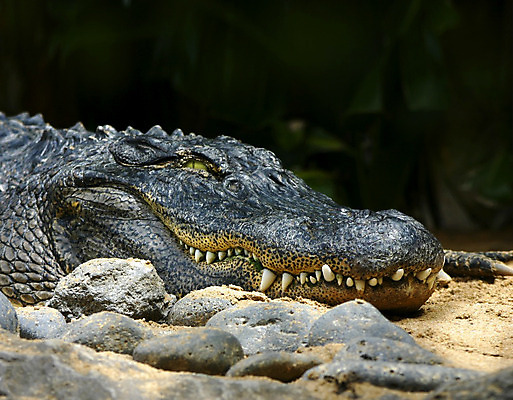 포토 JPG 해외이미지 파충류 사람없음 힘 입 치아 위험 배고픔 피부 날카로움 악어 촉수 송곳니 섬광 해외202004 해외포토 동물 컨셉 신체부위 소화기관 파일형식 이미지허브