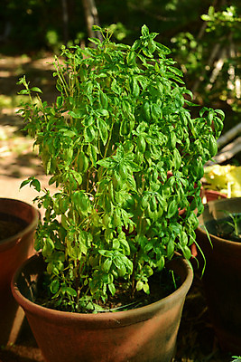 포토 JPG 해외이미지 식물 음식 잎 농업 다이어트 채소 재료 자연 건강 사람없음 초록색 성장 신선 허브 향신료 바질 해외202004 해외포토 산업 컬러 생태계 향미료 파일형식 이미지허브