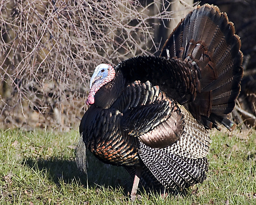 포토 JPG 해외이미지 남자 야생동물 자연 조류 사람없음 전시 추수감사절 칠면조 짝짓기 해외202004 해외포토 동물 기독교 사람 생태계 파일형식 이미지허브
