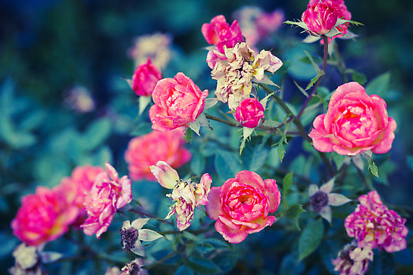 포토 JPG 해외이미지 식물 디자인 꽃잎 꽃 분홍색 꽃다발 결혼 백그라운드 잎 꽃무늬 패턴 자연 휴가 발렌타인데이 선물 사랑 사람없음 장식 빨간색 컬러풀 장미 정원 봄 벚꽃 인사 신선 신용카드 개화 닫기 다발 질감 아로마 내추럴 강렬 파스텔톤 많음 해외202004 해외포토 계절 감정 컬러 컨셉 무늬 모션 데이이벤트 이벤트 금융 예절 생태계 파일형식 이미지허브