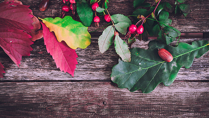 포토 JPG 해외이미지 식물 계절 공원 열매 꽃 신발 잎 벤치 과일 자연 포도 사람없음 빨간색 초록색 여름 장미 정원 봄 산책 벚꽃 가을 숲 9월 11월 시골집 도토리 10월 정물화 해외202004 해외포토 공공시설 컬러 의자 휴식 주택 견과류 날짜 그림 생태계 파일형식 이미지허브