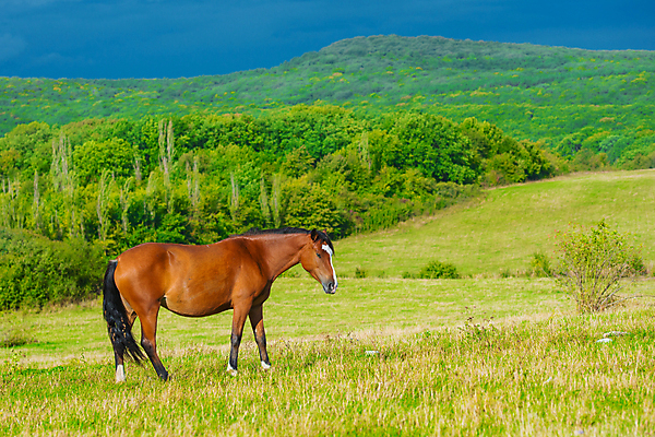 포토 JPG 해외이미지 동물 구름 남자 밭 포유류 모션 자연 하늘 산 풍경 잔디 사람없음 야외 초록색 여름 파란색 농장 갈색 환경 가축 봄 목장 회색 자유 흰색 시골 승마 방목 땅 언덕 장면 갈기 생태학 찰과상 해외202004 해외포토 자연요소 식물 계절 교육 스포츠 컬러 컨셉 농업 사람 축산업 상처 생태계 파일형식 이미지허브