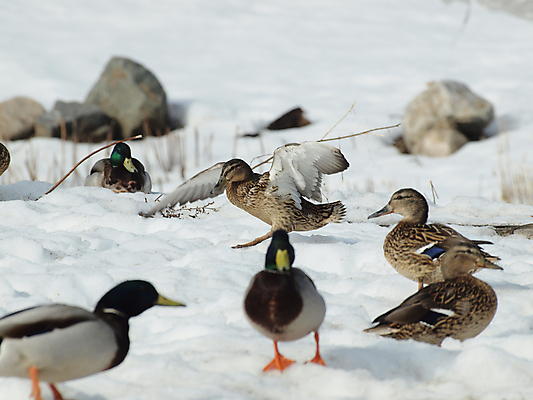 포토 JPG 해외이미지 날개 자연 조류 오리 사람없음 깃털 평야 해외202004 해외포토 동물 생태계 파일형식 이미지허브