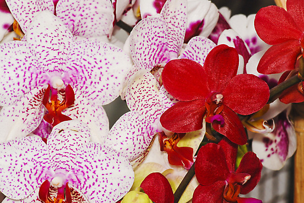 포토 JPG 해외이미지 식물 꽃잎 꽃 분홍색 꽃다발 결혼 백그라운드 잎 꽃무늬 자연 발렌타인데이 선물 사람없음 장식 빨간색 벚꽃 흰색 나뭇가지 신선 난초 우아함 꽃집 호접란 대각선 결백 이국적 해외202004 해외포토 나무 선 컬러 컨셉 무늬 데이이벤트 이벤트 상점 생태계 파일형식 이미지허브