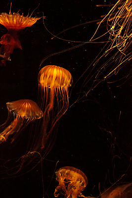 포토 JPG 해외이미지 여러마리 사람없음 주황색 바닷속 수중동물 자포동물 해파리 해외202004 해외포토 동물 컬러 다수 수중 파일형식 이미지허브