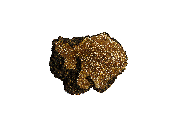 포토 JPG 해외이미지 음식 백그라운드 재료 자연 사람없음 갈색 검은색 어둠 이탈리아 가을 흰색 고급 맛 자르기 유기농 날것 고립 식용 해외202004 해외포토 웰빙 계절 유럽 컬러 컨셉 모션 생태계 파일형식 이미지허브