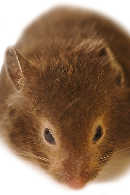 포토 JPG 해외이미지 사람없음 반려동물 설치류 흰배경 햄스터 해외202004 해외포토 동물 백그라운드 흰색 파일형식 이미지허브