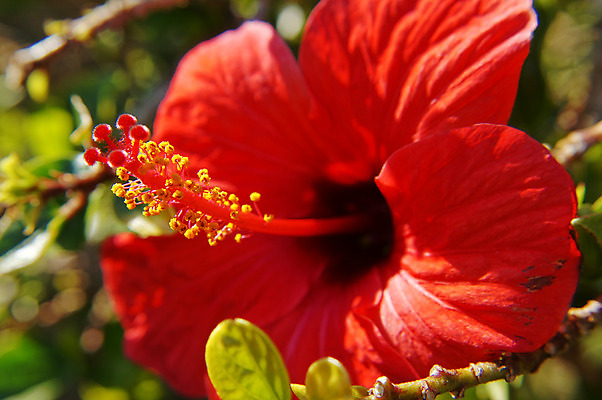 포토 JPG 해외이미지 주간 잎 자연 사람없음 야외 빨간색 나뭇가지 히비스커스 해외202004 해외포토 자연요소 나무 식물 꽃 컬러 생태계 파일형식 이미지허브