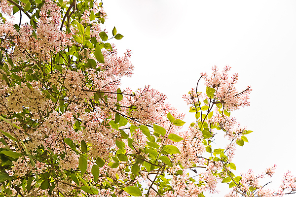 포토 JPG 해외이미지 나무 식물 공원 꽃 분홍색 꽃무늬 자연 사람없음 야외 빛 컬러풀 정원 봄 활발 벚꽃 나뭇가지 개화 향기 냄새 아로마 라일락 내추럴 해외202004 해외포토 계절 공공시설 컬러 컨셉 무늬 생태계 파일형식 이미지허브