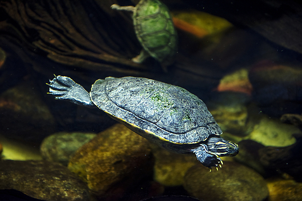 포토 JPG 해외이미지 동물 야생동물 백그라운드 자연 휴가 어류 사람 사람없음 물 파란색 환경 수중 수영 탐험 산호 거북이 잠수부 모험가 다이빙 암초 수족관 유카탄 발견 내추럴 해외202004 해외포토 자연요소 컬러 파충류 멕시코 수중동물 수상스포츠 자포동물 전문직 생태계 수중스포츠 파일형식 이미지허브