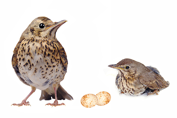 포토 JPG 해외이미지 동물 응시 야생동물 백그라운드 날개 노래 자연 조류 생물 서기 사람없음 여름 갈색 정원 흰색 아기 얼룩 황무지 닫기 보호 작음 깃털 꼬리 부리 남쪽 내추럴 고립 발톱 생태학 해외202004 해외포토 시선 계절 교육 음악 컬러 컨셉 모션 발 사람 크기 방향 생태계 파일형식 이미지허브