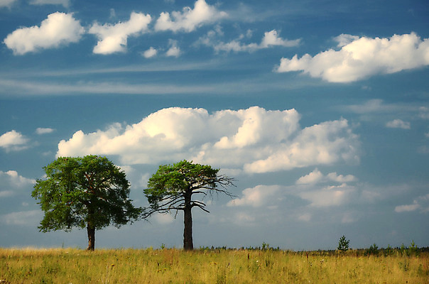 포토 JPG 해외이미지 나무 식물 구름 공원 여행 잎 밭 자연 하늘 풍경 사람없음 목재 초록색 여름 파란색 컬러풀 시골 숲 내추럴 수평선 해외202004 해외포토 자연요소 계절 공공시설 컬러 농업 재료 생태계 파일형식 이미지허브