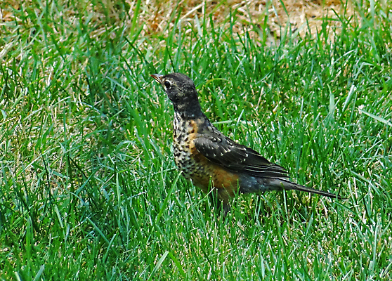포토 JPG 해외이미지 조류 사람없음 빨간색 검은색 봄 북쪽 해외202004 해외포토 동물 계절 컬러 방향 파일형식 이미지허브