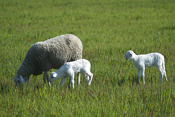 포토 JPG 해외이미지 동물 구름 응시 계절 백그라운드 밭 농업 비즈니스 포유류 자연 하늘 육류 풍경 사람없음 야외 초록색 농장 농경지 평화 맑음 가축 봄 흰색 시골 신선 양 소 양치기 군중 주식 방목 땅 양고기 내추럴 양모 밭일 해외202004 해외포토 자연요소 직업 시선 산업 컬러 컨셉 식재료 날씨 사람 금융 직물 축산업 생태계 파일형식 이미지허브