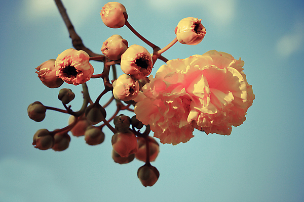 포토 JPG 해외이미지 나무 식물 구름 꽃잎 꽃 꽃다발 백그라운드 꽃무늬 패턴 자연 하늘 휴가 프레임 사랑 사람없음 장식 여름 파란색 노란색 머리 정원 봄 활발 벚꽃 나뭇가지 신선 개화 닫기 큼 향기 꽃가루 반대 동쪽 등급 이국적 혼자 해외202004 해외포토 자연요소 계절 감정 컬러 컨셉 무늬 모션 신체부위 크기 가루 방향 생태계 냄새 파일형식 이미지허브