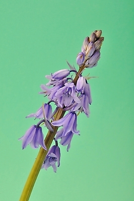 포토 JPG 해외이미지 스튜디오촬영 꽃잎 꽃 줄기 잎 사람없음 보라색 신선 히아신스 해외202004 해외포토 식물 컬러 실내 파일형식 이미지허브