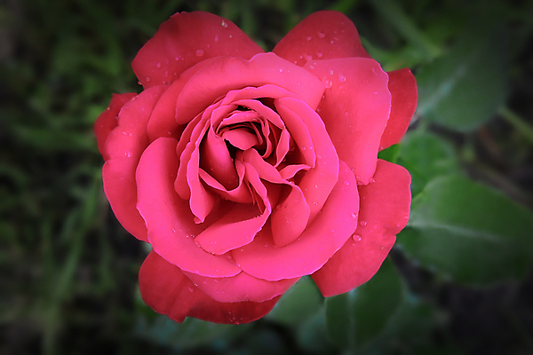 포토 JPG 해외이미지 식물 꽃잎 꽃 분홍색 백그라운드 자연 사람없음 장미 정원 신선 큼 원예 해외202004 해외포토 컬러 취미 크기 생태계 파일형식 이미지허브