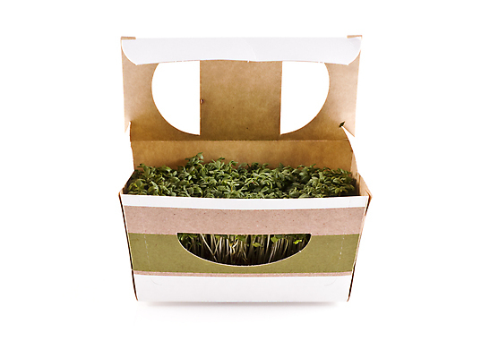 포토 JPG 해외이미지 계절 음식 줄기 백그라운드 농업 채소 재료 건강 씨앗 사람없음 초록색 정원 흰색 신선 허브 유기농 원예 매움 향 고립 해외202004 해외포토 식물 웰빙 산업 컬러 취미 맛 파일형식 이미지허브