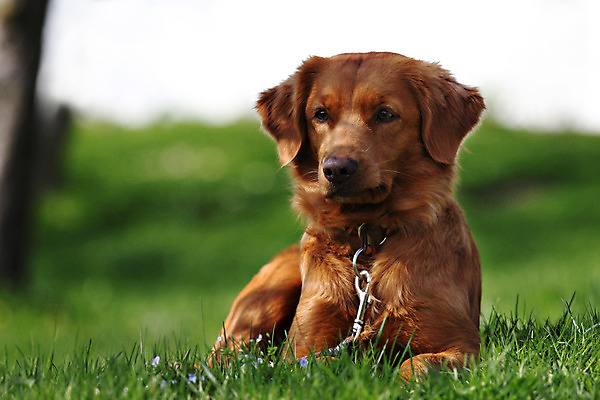 포토 JPG 해외이미지 사람없음 개 리트리버 강아지 해외202004 해외포토 포유류 반려동물 파일형식 이미지허브