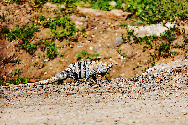 포토 JPG 해외이미지 나무 동물 야생동물 포즈 신체 파충류 자연 사람없음 야외 초록색 반려동물 컬러풀 머리 환경 미국 용 중앙아메리카 피부 네덜란드 도마뱀 이구아나 코스타리카 해외202004 해외포토 식물 유럽 컬러 북아메리카 아메리카 신체부위 생태계 파일형식 이미지허브