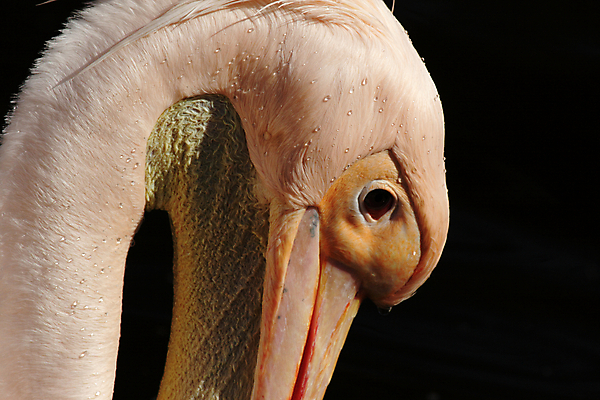 포토 JPG 해외이미지 동물 분홍색 조류 사람없음 물 머리 젖음 물방울 떨어짐 펠리컨 깃털 부리 계산서 해외202004 해외포토 자연요소 컬러 컨셉 신체부위 파일형식 이미지허브