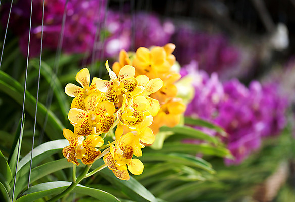 포토 JPG 해외이미지 식물 디자인 꽃잎 꽃 꽃다발 백그라운드 잎 꽃무늬 오렌지 태국 자연 사람없음 장식 빨간색 초록색 여름 컬러풀 노란색 정원 스파 봄 벚꽃 흰색 신선 개화 난초 닫기 이국적 히비스커스 해외202004 해외포토 계절 아시아 컬러 무늬 과일 모션 생태계 파일형식 이미지허브