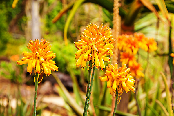 포토 JPG 해외이미지 식물 꽃잎 꽃 꽃무늬 오렌지 자연 선인장 사람없음 초록색 여름 노란색 봄 사막 벚꽃 내추럴 해외202004 해외포토 계절 컬러 무늬 과일 생태계 파일형식 이미지허브