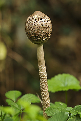 포토 JPG 해외이미지 식물 야생동물 자연 사람없음 환경 서식지 생태학 해외202004 해외포토 동물 교육 생태계 파일형식 이미지허브