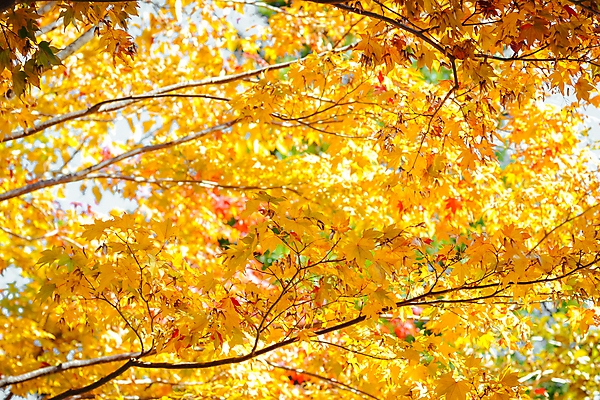 포토 JPG 해외이미지 나무 식물 계절 공원 여행 백그라운드 단풍 잎 오렌지 자연 하늘 추상 풍경 사람없음 야외 빨간색 초록색 파란색 빛 컬러풀 햇빛 노란색 정원 일본 가을 나뭇가지 황금 숲 질감 장면 내추럴 교토 해외202004 해외포토 공공시설 아시아 컬러 무늬 과일 태양 생태계 파일형식 이미지허브