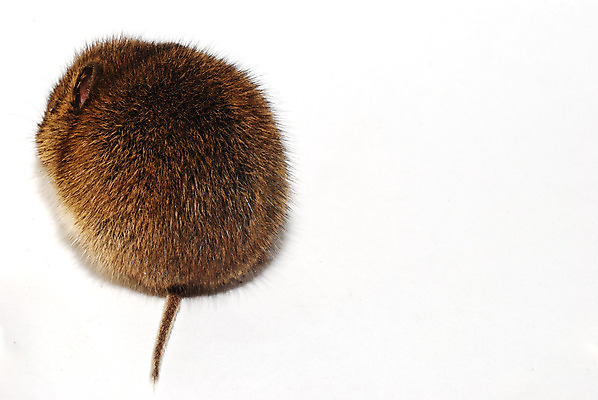 포토 JPG 해외이미지 동물 응시 야생동물 백그라운드 포유류 자연 생물 털 동물원 사람없음 반려동물 컴퓨터 갈색 고양이 회색 흰색 해충 쥐 설치류 위험 작음 오브젝트 코 꼬리 솜털 내추럴 고립 힘찬 해외202004 해외포토 시선 컬러 컨셉 신체부위 전자제품 벌레 크기 생태계 파일형식 이미지허브