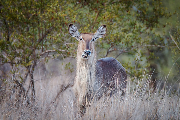 포토 JPG 해외이미지 동물 척추동물 공원 야생동물 여행 포유류 아프리카 자연 초식동물 뿔 사람없음 야외 물 달러 황무지 보호 사파리 영양 남쪽 내추럴 가젤 남아프리카 사바나 생태학 전국 해외202004 해외포토 자연요소 공공시설 교육 나라 컨셉 돈 방향 생태계 파일형식 이미지허브