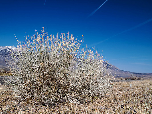 포토 JPG 해외이미지 나무 호수 여행 백그라운드 겨울 자연 하늘 산 건조 풍경 사람없음 야외 파란색 계곡 미국 사막 흰색 소나무 정상 언덕 캘리포니아 해외202004 해외포토 식물 계절 컬러 북아메리카 생태계 파일형식 이미지허브