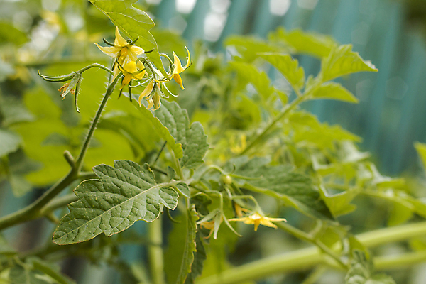 포토 JPG 해외이미지 식물 꽃 음식 줄기 잎 농업 토마토 채소 재료 자연 건강 그림자 사람없음 초록색 여름 햇빛 농장 노란색 정원 식사 성장 벚꽃 나뭇가지 신선 맛 유기농 날것 내추럴 밭일 온실 해외202004 해외포토 나무 웰빙 계절 산업 컬러 컨셉 태양 생태계 파일형식 이미지허브