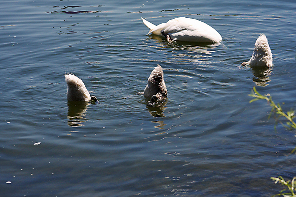 포토 JPG 해외이미지 동물 호수 야생동물 날개 오렌지 자연 조류 성인 사람없음 물 파란색 강 반사 머리 평화 검은색 수영 침묵 흰색 연못 우아함 깃털 부리 백조 목 물새 계산서 단아함 동물상 벙어리 해외202004 해외포토 자연요소 컬러 컨셉 과일 사람 신체부위 조형물 소리 수상스포츠 생태계 파일형식 이미지허브