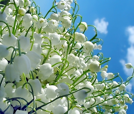 포토 JPG 해외이미지 식물 구름 계절 꽃잎 꽃 하늘색 결혼 백그라운드 잎 자연 하늘 휴가 사람없음 초록색 파란색 태양 계곡 맑음 봄 벚꽃 흰색 신용카드 개화 백합 만족 초대 천국 해외202004 영광군 해외포토 자연요소 감정 컬러 날씨 이벤트 금융 전라남도 생태계 파일형식 이미지허브