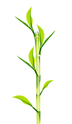 포토 JPG 해외이미지 나무 식물 아시아 문화 선 줄기 백그라운드 잎 패턴 자연 사람없음 장식 초록색 우주 환경 정원 일본 스파 중국 활발 성장 나뭇가지 신선 행운 대나무 흰배경 원예 동쪽 내추럴 고립 생태학 총쏘기 세련 해외202004 해외포토 교육 나라 컬러 컨셉 무늬 모션 취미 흰색 방향 생태계 파일형식 이미지허브