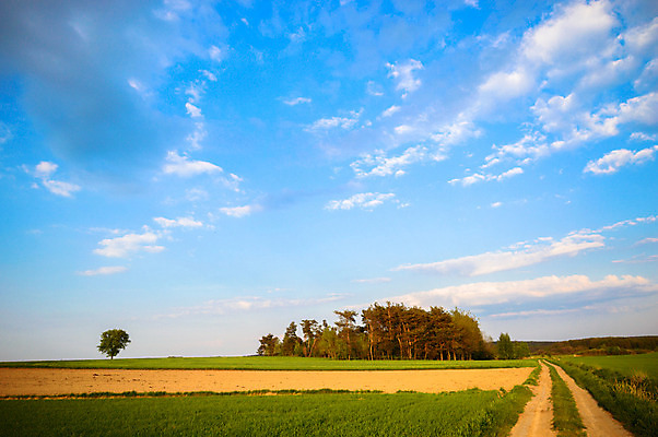 포토 JPG 해외이미지 나무 식물 구름 계절 공원 실루엣 여행 백그라운드 밭 오렌지 자연 하늘 휴가 따뜻함 그림자 풍경 사람없음 야외 빨간색 초록색 여름 파란색 빛 햇빛 태양 노란색 평화 일출 환경 침묵 황혼 일몰 새벽 황금 저녁 숲 장면 내추럴 수평선 해외202004 해외포토 자연요소 공공시설 컬러 컨셉 농업 과일 촬영기법 노을 소리 야간 생태계 파일형식 이미지허브