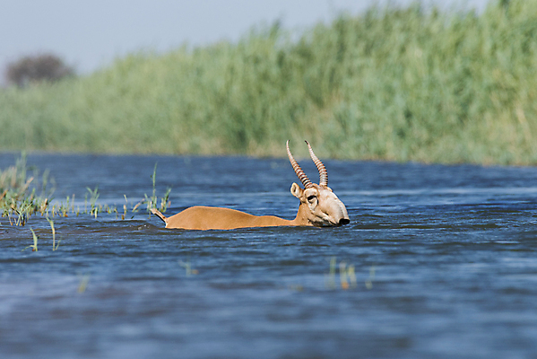 포토 JPG 해외이미지 동물 야생동물 어린이 포유류 자연 아침 수영장 뿔 풍경 사람없음 반사 일출 수영 일몰 뜨거움 군중 갈증 러시아 영양 가뭄 러시아인 해외202004 해외포토 주간 서양인 유럽 날씨 사람 노을 수상스포츠 생태계 파일형식 이미지허브