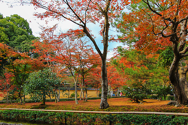 포토 JPG 해외이미지 나무 식물 계절 공원 실루엣 도로 여행 백그라운드 무지개 잎 패턴 자연 하늘 지붕 휴식 풍경 사람없음 빨간색 파란색 빛 컬러풀 햇빛 태양 정원 일본 활발 덮개 가을 나뭇가지 신선 보행로 닫기 숲 그늘 오솔길 강렬 해외202004 해외포토 자연요소 공공시설 아시아 길 컬러 컨셉 무늬 교통시설 모션 촬영기법 뚜껑 생태계 파일형식 이미지허브