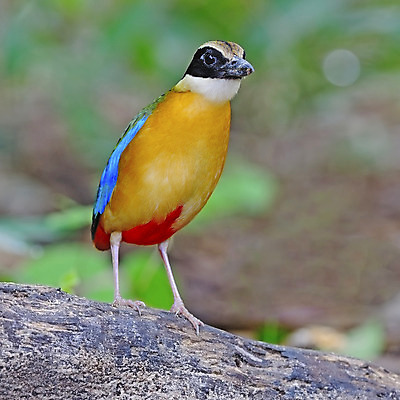 포토 JPG 해외이미지 야생동물 날개 태국 자연 조류 동양인 사람없음 빨간색 초록색 파란색 컬러풀 머리 환경 검은색 나뭇가지 관찰 벌레 보호 숲 먹기 척추 통나무 리빙 생태학 해외202004 해외포토 나무 동물 교육 아시아 컬러 곤충 컨셉 모션 뼈 인종 신체부위 생태계 파일형식 이미지허브