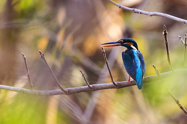 포토 JPG 해외이미지 주간 야생동물 자연 조류 사람없음 야외 아웃포커스 나뭇가지 물새 물총새 해외202004 해외포토 자연요소 나무 동물 촬영기법 생태계 파일형식 이미지허브
