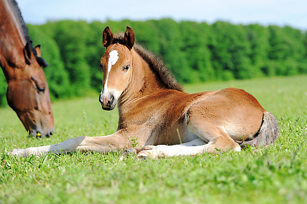 포토 JPG 해외이미지 동물 구름 남자 밭 포유류 모션 자연 하늘 사람없음 야외 초록색 여름 파란색 달리기 농장 갈색 머리 점프 힘 목장 자유 아기 승마 속도 먼지 갈기 망아지 달리기선수 무료 해외202004 해외포토 자연요소 계절 새끼 스포츠 컬러 컨셉 농업 사람 신체부위 말_동물 생태계 육상선수 파일형식 이미지허브