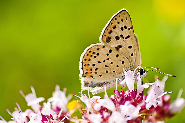 포토 JPG 해외이미지 동물 꽃 야생동물 나비 곤충 백그라운드 잎 꽃무늬 날개 자연 사람없음 초록색 파란색 햇빛 노란색 환경 활발 벚꽃 소프트포커스 질감 꿀 광 동물상 해외202004 해외포토 식물 컬러 컨셉 무늬 촬영기법 태양 조형물 생태계 파일형식 이미지허브